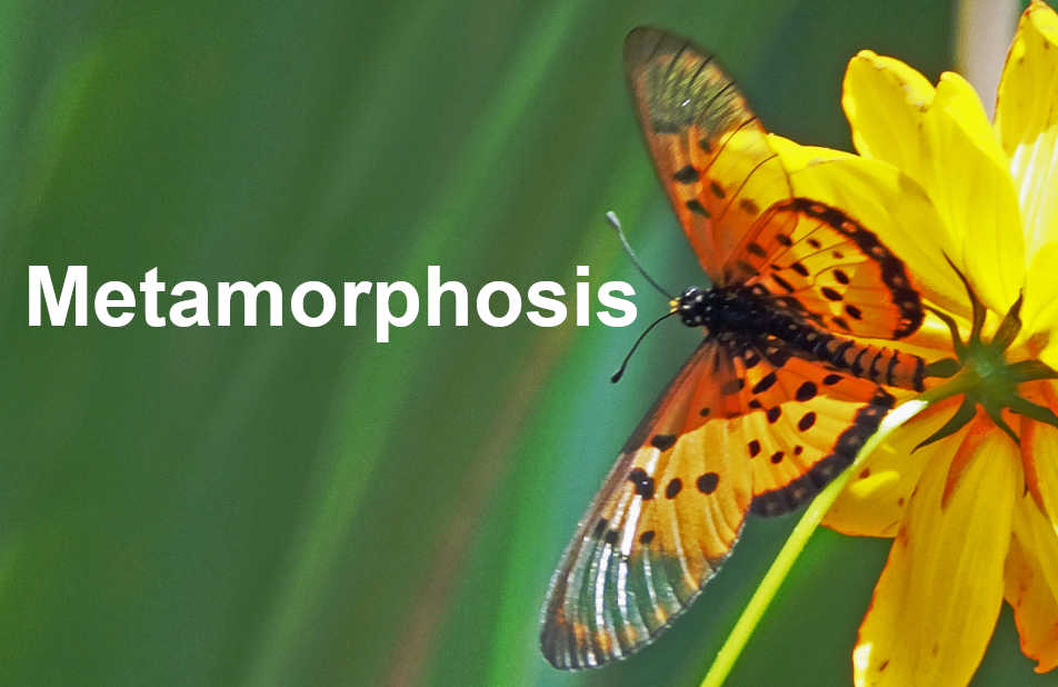 The change caterpillars undergo to become butterflies illustrates the work God performs in our lives.